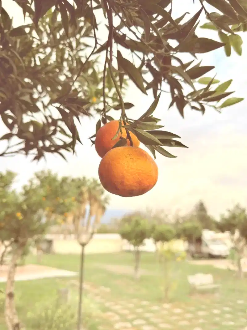 Travel accessories: compass, map and camera