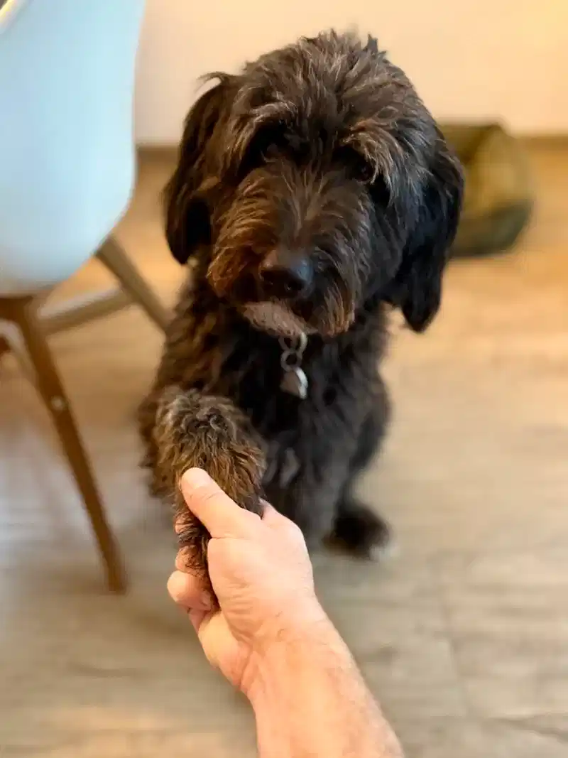 Happy dog outdoors in nature
